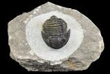 Detailed Gerastos Trilobite Fossil - Morocco #164734-2